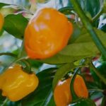 5 pimenteiras picantes para cultivar e dar mais sabor aos seus pratos!