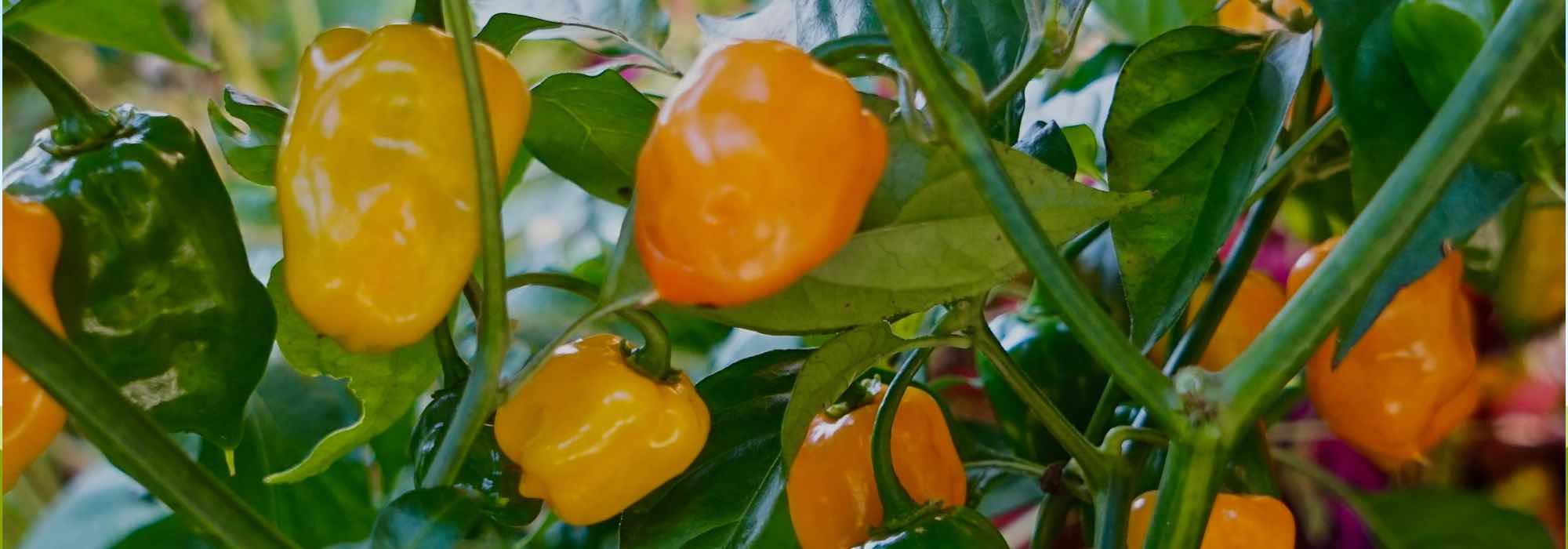 5 pimenteiras picantes para cultivar e dar mais sabor aos seus pratos!