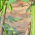 Cultivo fácil e generoso: a ervilha-espargo, um legume a descobrir