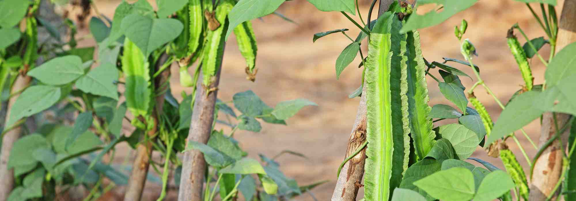 Cultivo fácil e generoso: a ervilha-espargo, um legume a descobrir