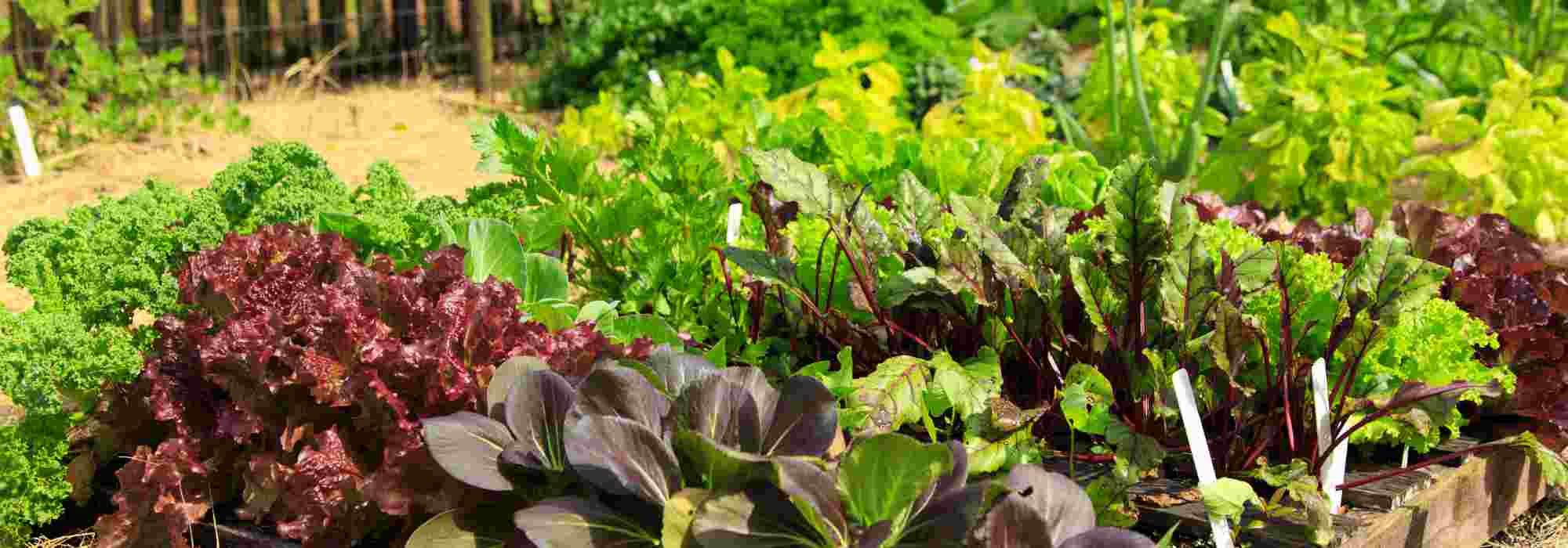 Como transformar um terreno inculto numa horta produtiva?