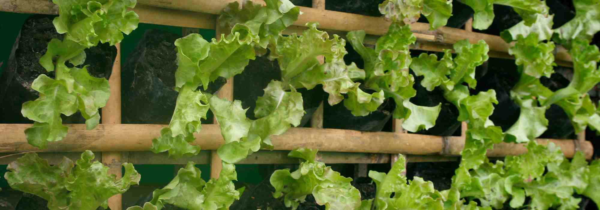 A horta vertical: as nossas ideias para fazer as suas culturas trepar