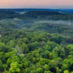 Sumidouros de carbono: a solução natural contra as alterações climáticas?