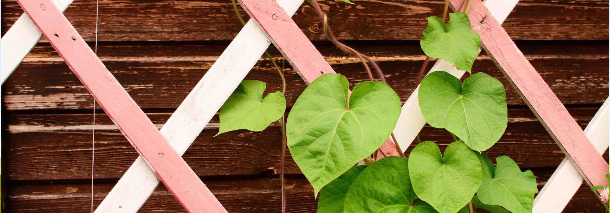 Tutors e suportes para plantas: tudo o que precisa de saber para escolhê-los bem