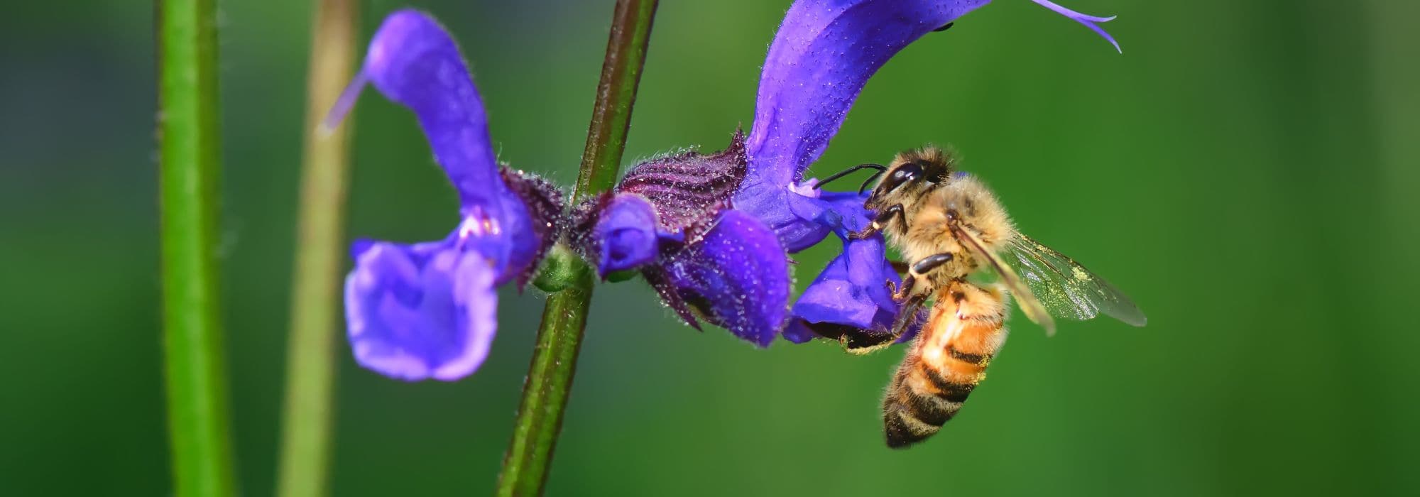 Jardine de forma inteligente com plantas perenes melíferas resistentes à seca