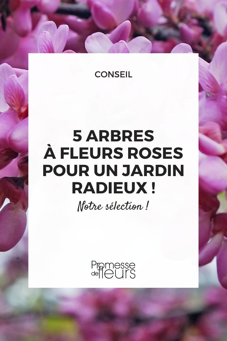 árvore-de-Judas