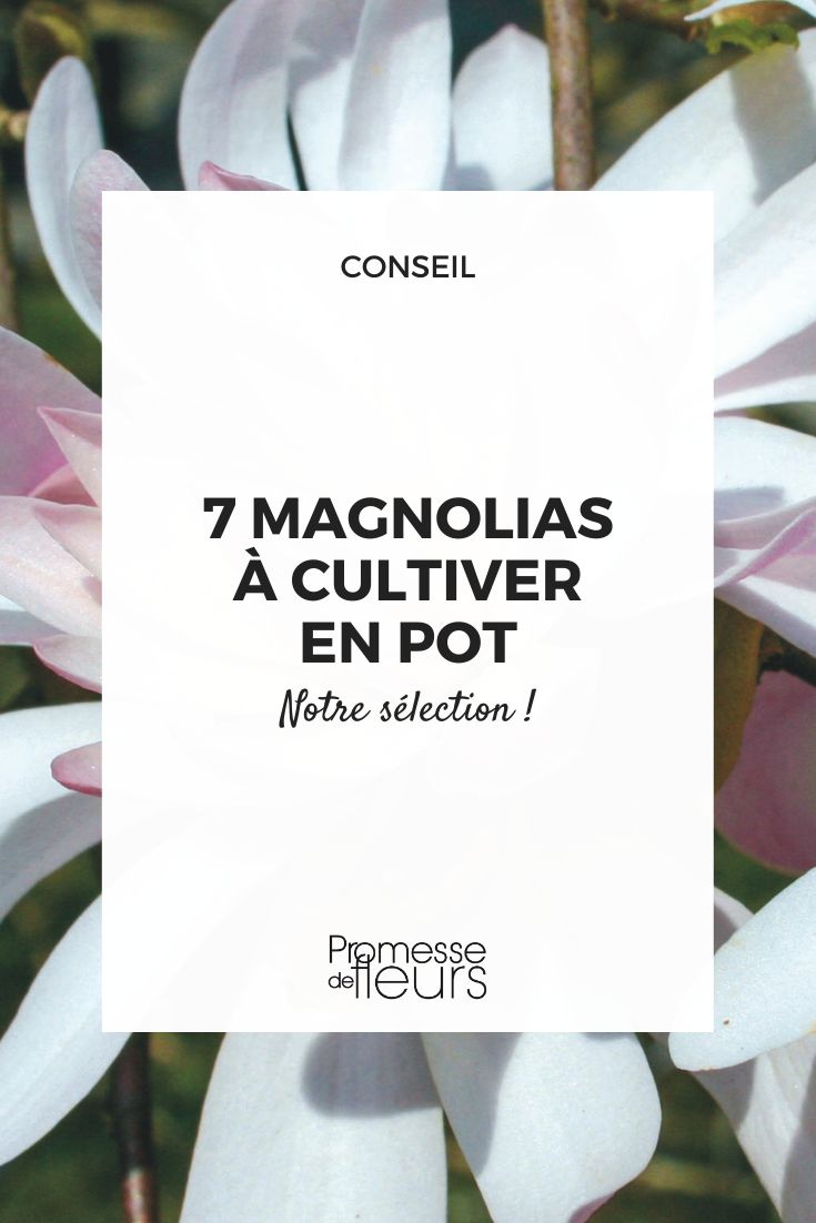 magnólia-estrela ‘Waterlily'