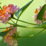 7 belas ideias para associar as lantanas
