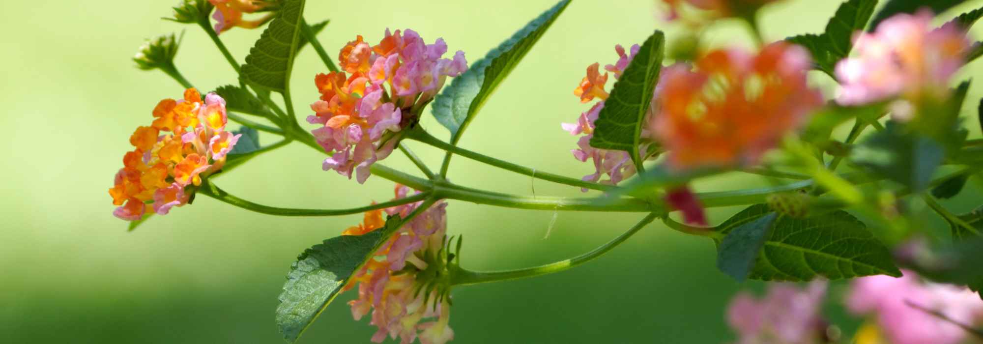 7 belas ideias para associar as lantanas