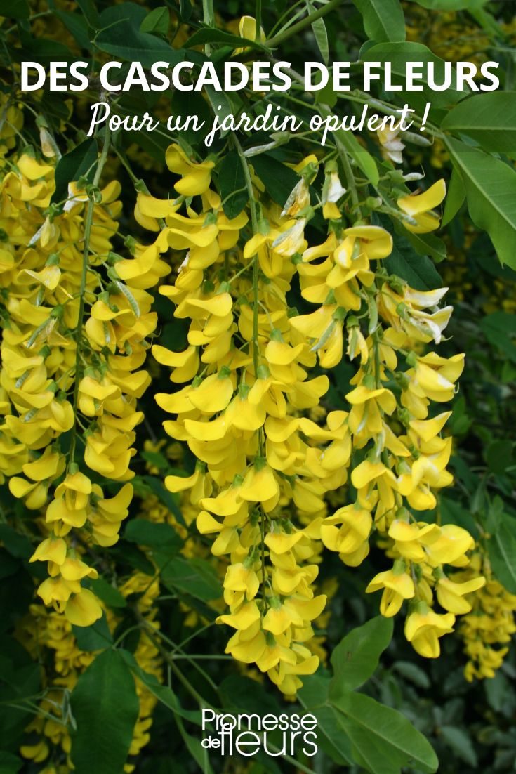 chuva-de-ouro 'Vossii'
