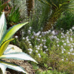 Adaptar-se às alterações climáticas: as plantas e práticas a adotar no jardim