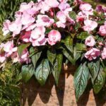 Cultivar a alegria-da-casa em vaso