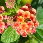 Cultivar lantana em vaso