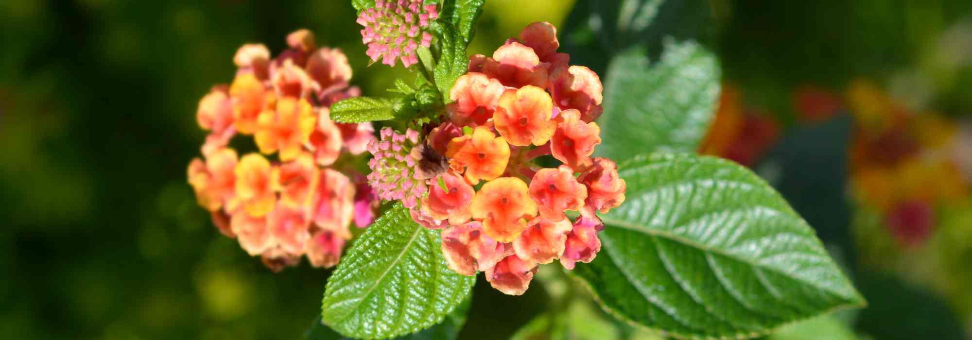 Cultivar lantana em vaso
