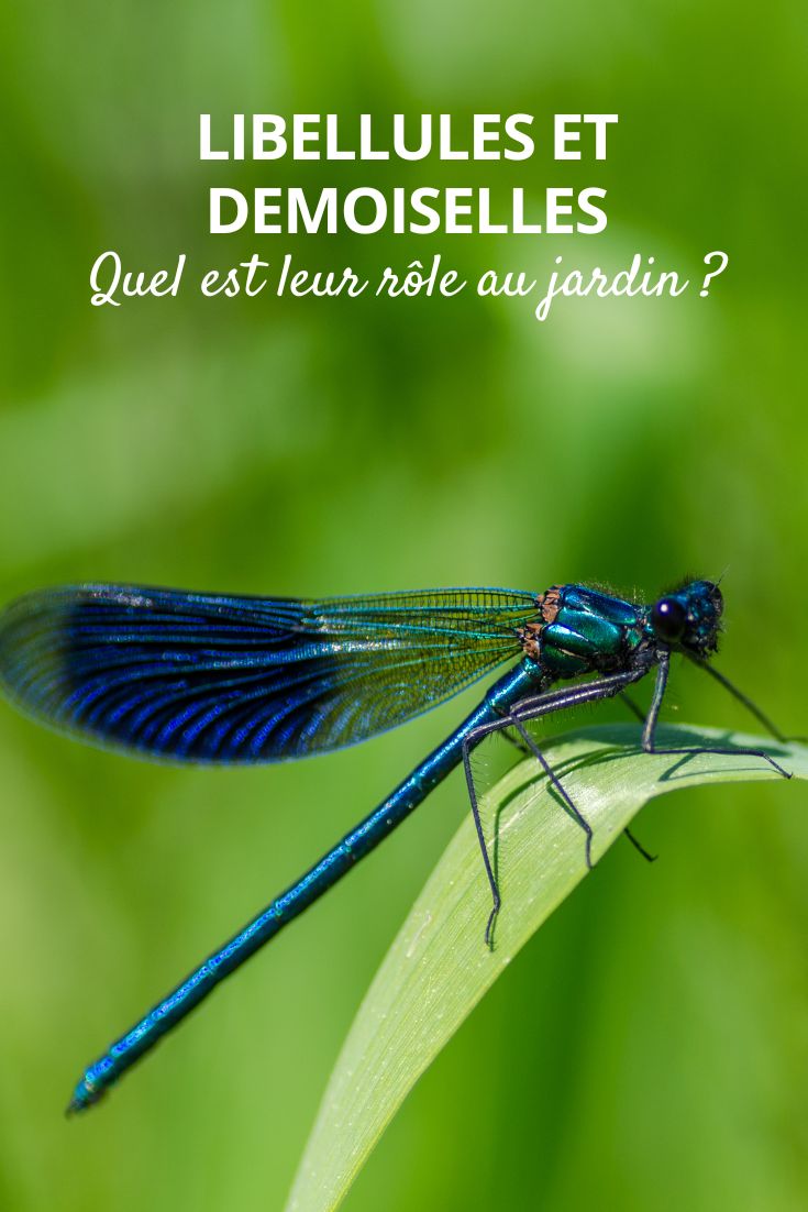 libélula azul no jardim