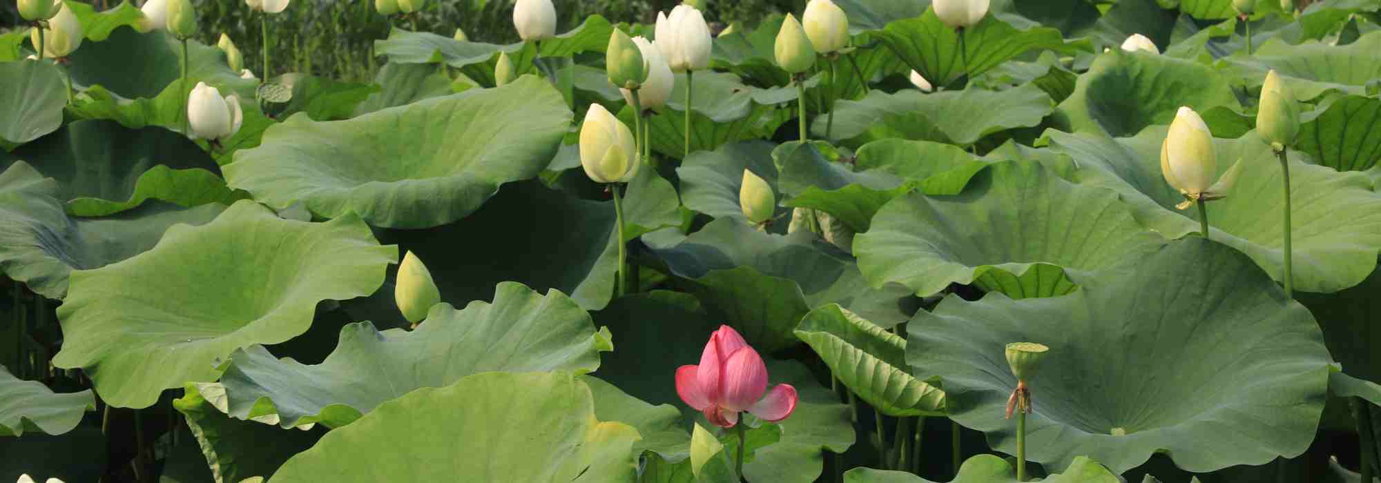 Nelumbo - Loto: plantar, cultivar e cuidar