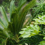 Faça do seu jardim um oásis vegetal exuberante!