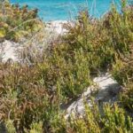 Salicórnia – salicórnia: plantar, cultivar e colher