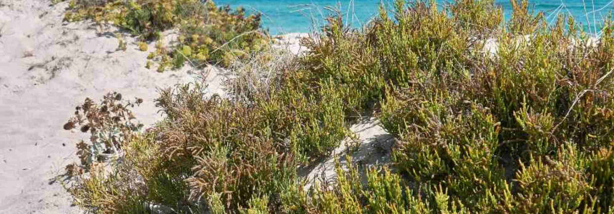 Salicórnia – salicórnia: plantar, cultivar e colher