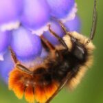 Casulos de abelhas solitárias polinizadoras: porquê e como utilizá-los no jardim?