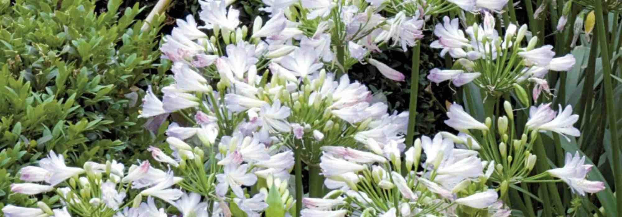 Os melhores agapantos anões para florir o jardim