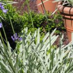 Descubra os agapantos de folhagem variegada