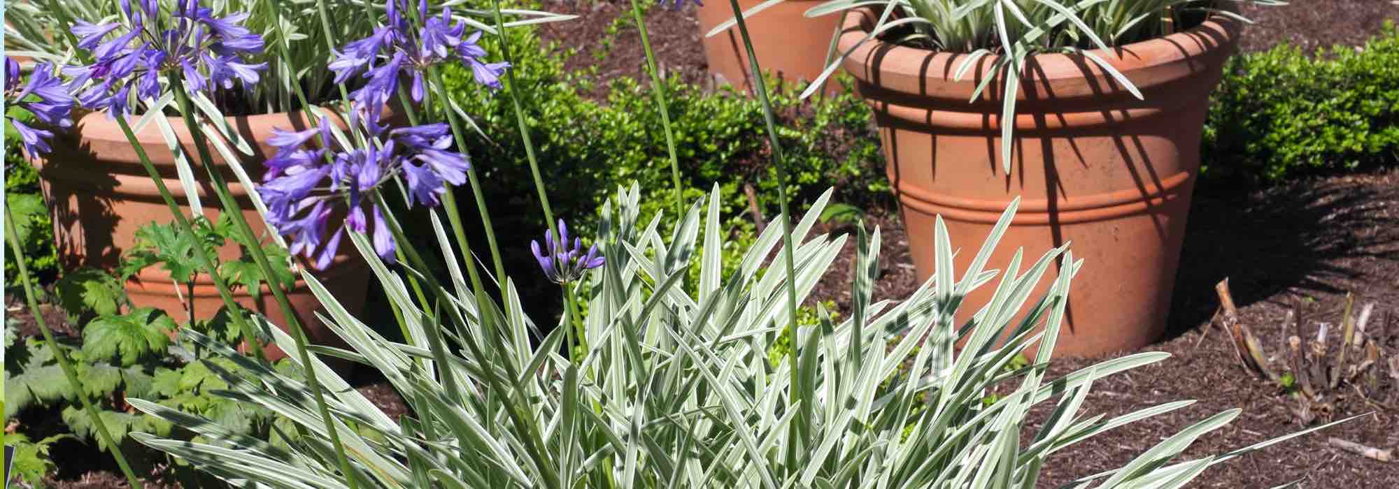 Descubra os agapantos de folhagem variegada