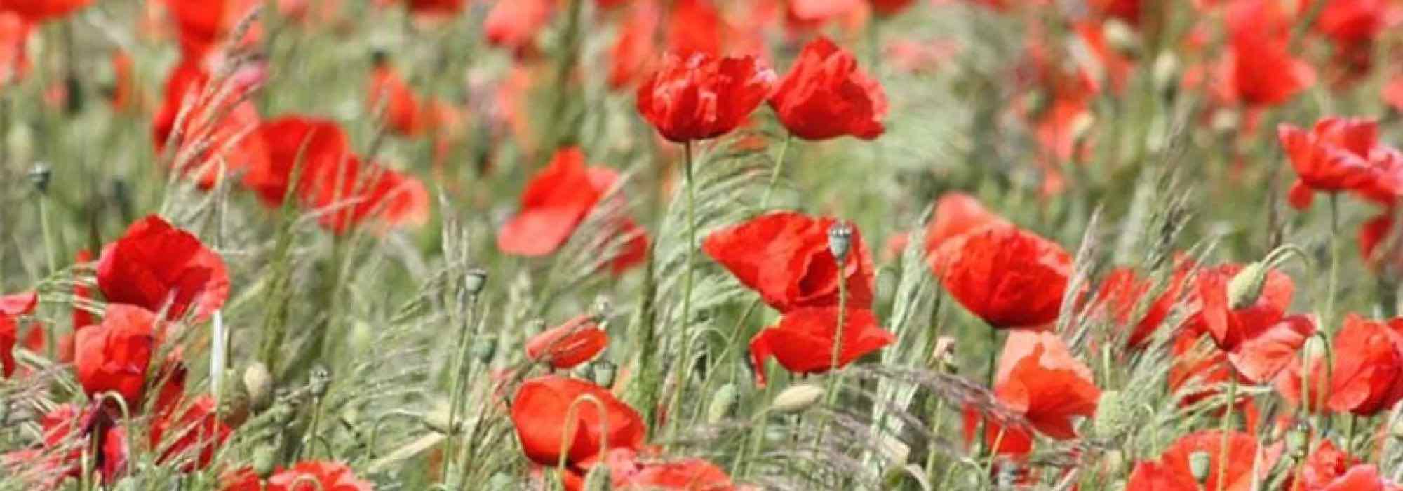 O nosso top 7 de anuais com flores vermelhas