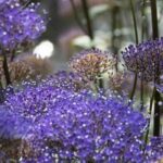 6 plantas anuais com flores violetas para descobrir