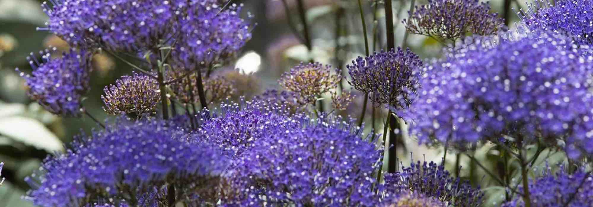 6 plantas anuais com flores violetas para descobrir