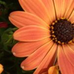 As melhores plantas anuais com flores cor de laranja para um jardim acolhedor