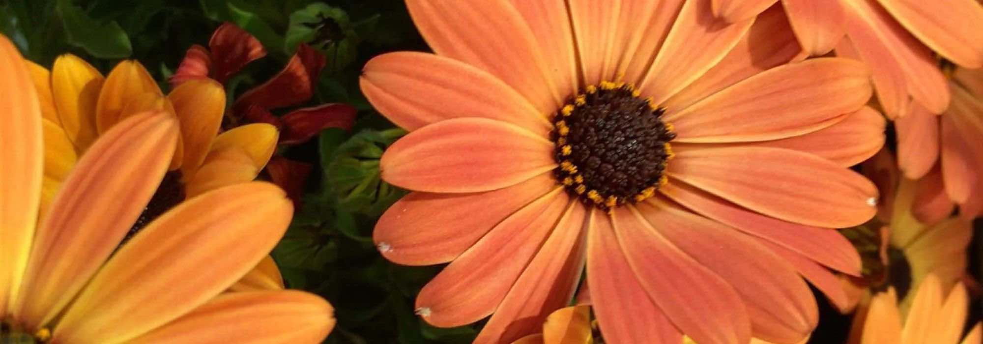 As melhores plantas anuais com flores cor de laranja para um jardim acolhedor