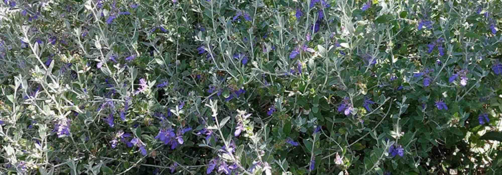 Os melhores arbustos do mato mediterrânico