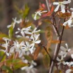 7 arbustos indispensáveis numa floresta-jardim