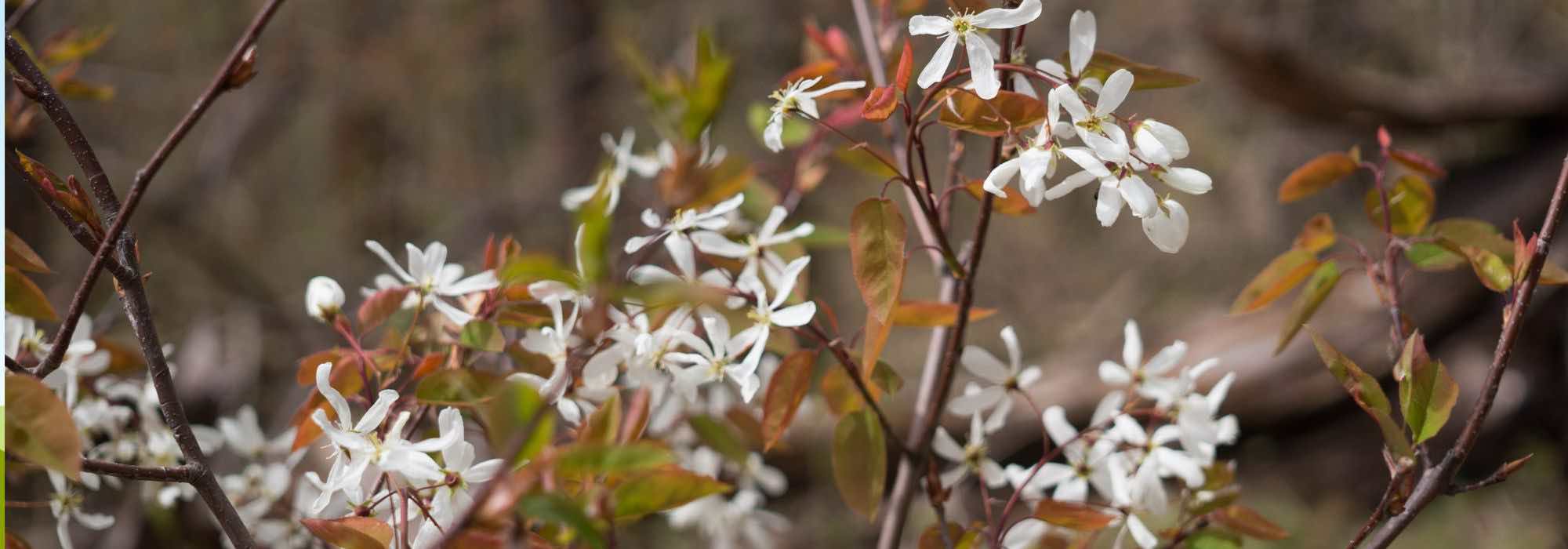 7 arbustos indispensáveis numa floresta-jardim