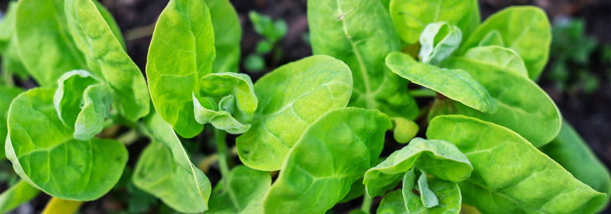 Cultivar o armoles, uma hortaliça antiga com sabor a espinafre