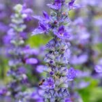 Flores violetas e malvas: como combiná-las para as valorizar?