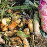 Resíduos orgânicos: o que pode ser colocado no composto?