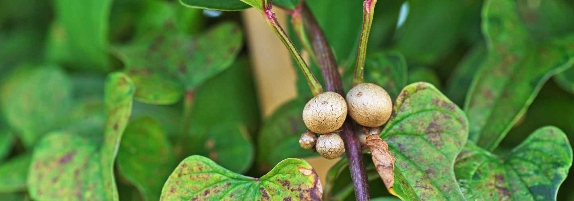 Horta e permacultura: descubra o cultivo do inhame da China