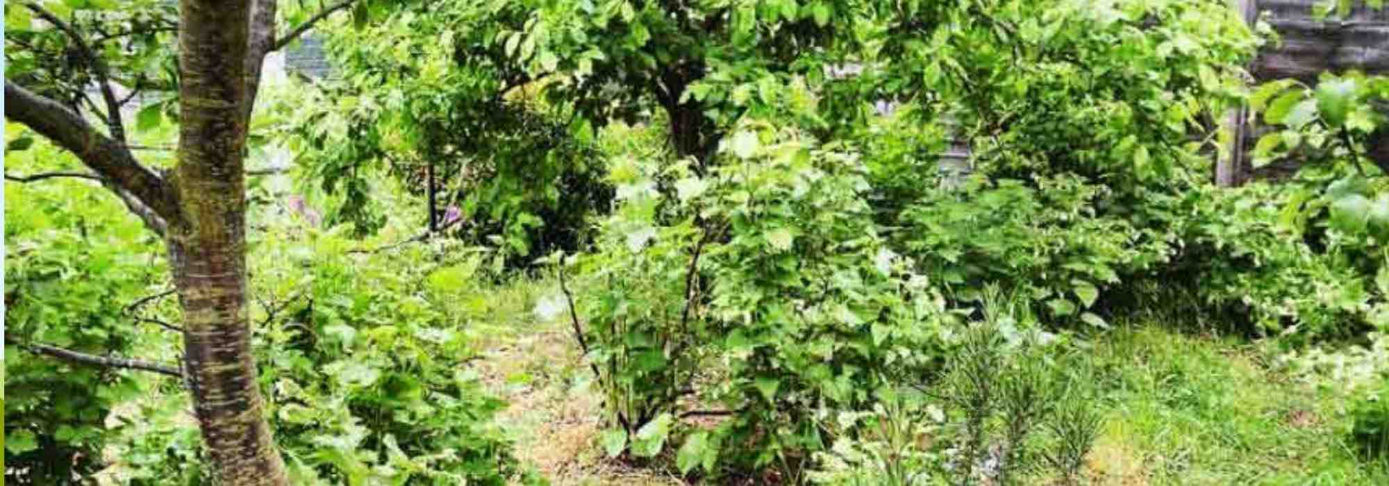 Criação de uma floresta-jardim: descubra os 7 erros a evitar