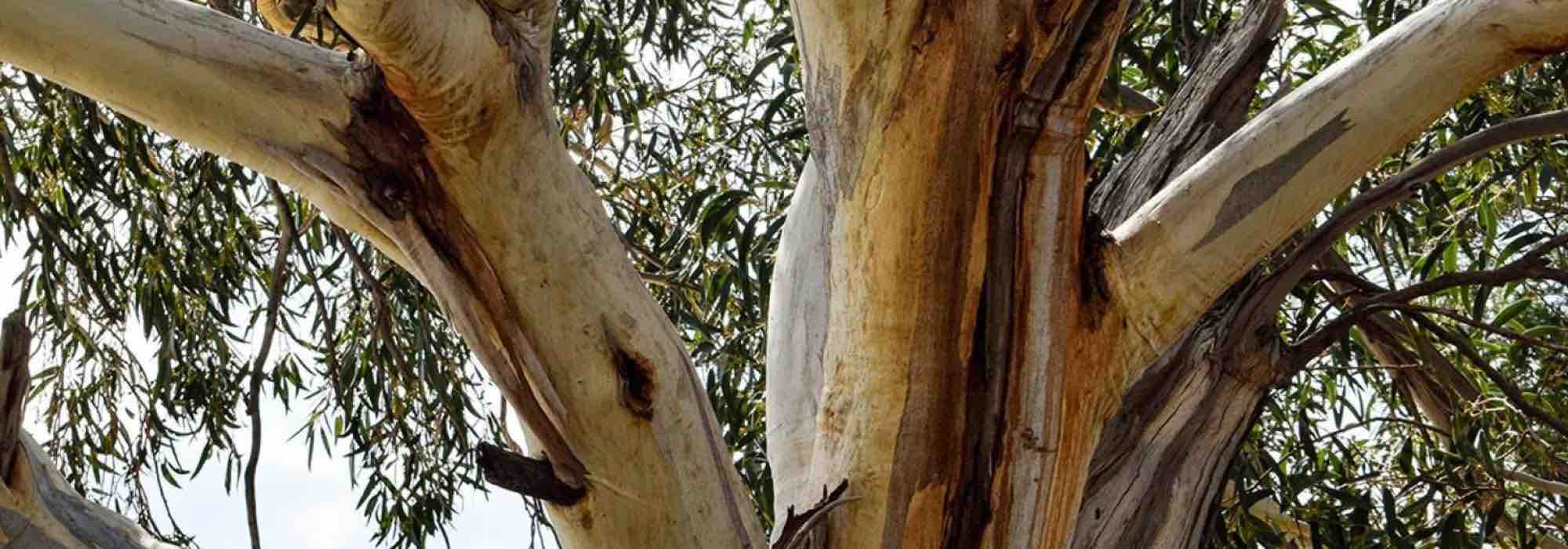 Resistem ao frio: descubra os eucaliptos mais rústicos