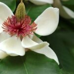 7 magnólias majestosas para jardins grandes