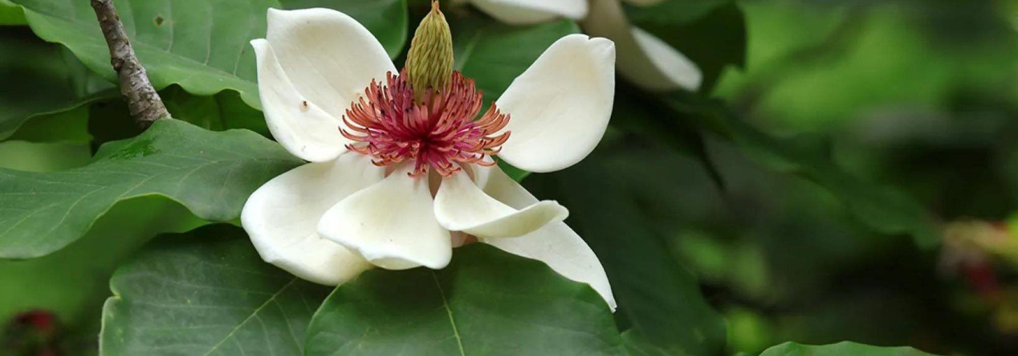 7 magnólias majestosas para jardins grandes