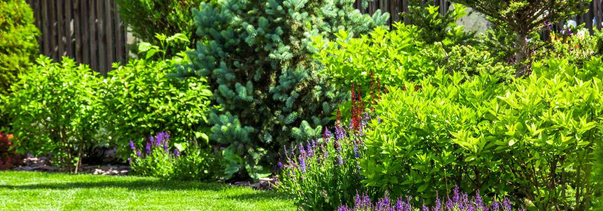 5 conselhos para preparar um jardim num clima ventoso