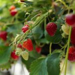 Como plantar morangos numa floreira?