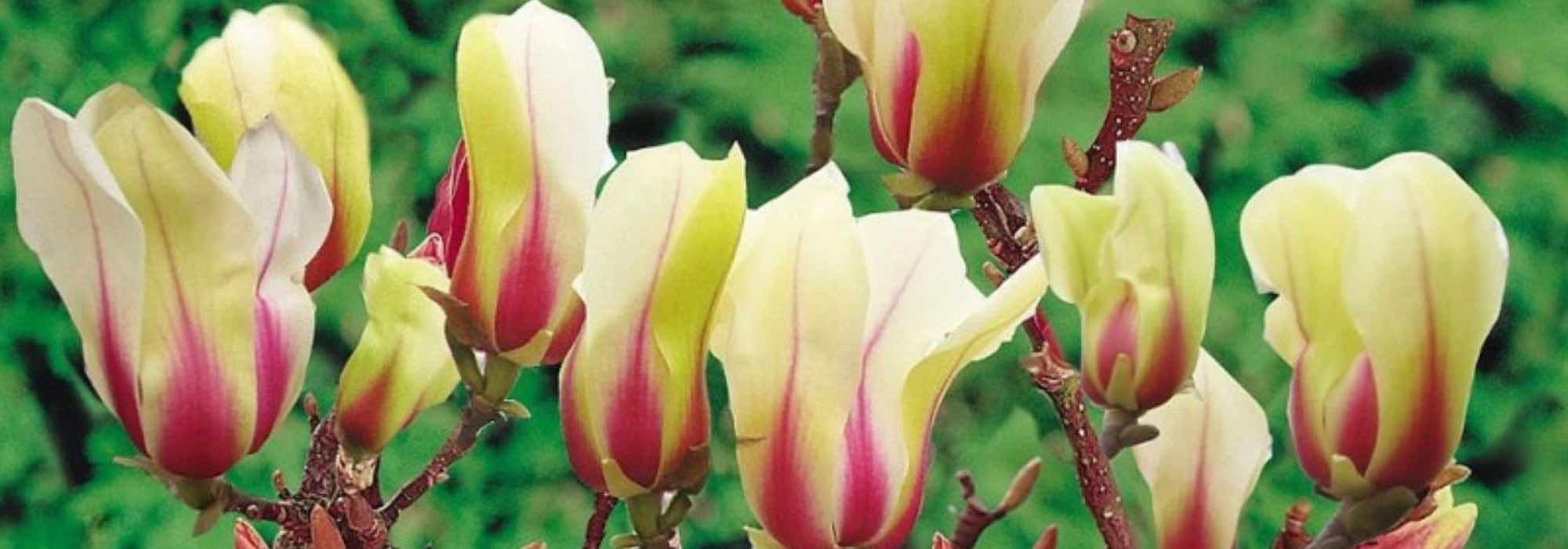 7 magnólias para cultivar em vaso, ideais para florir espaços pequenos