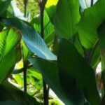 Estas plantas extraordinárias vão deixar os seus vizinhos cheios de inveja!
