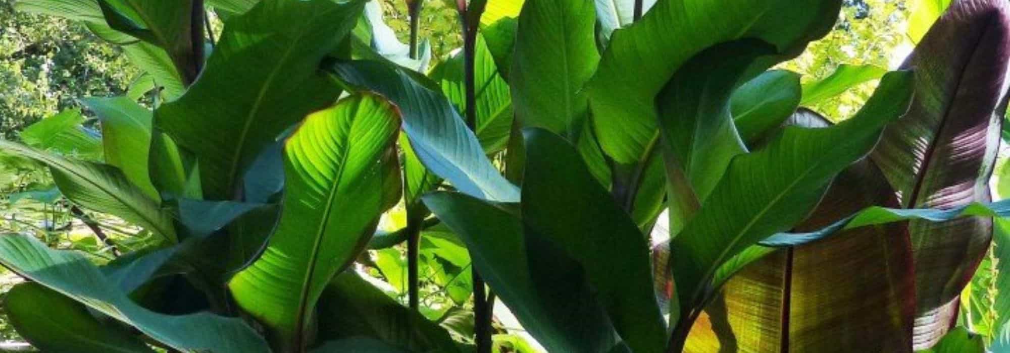 Estas plantas extraordinárias vão deixar os seus vizinhos cheios de inveja!
