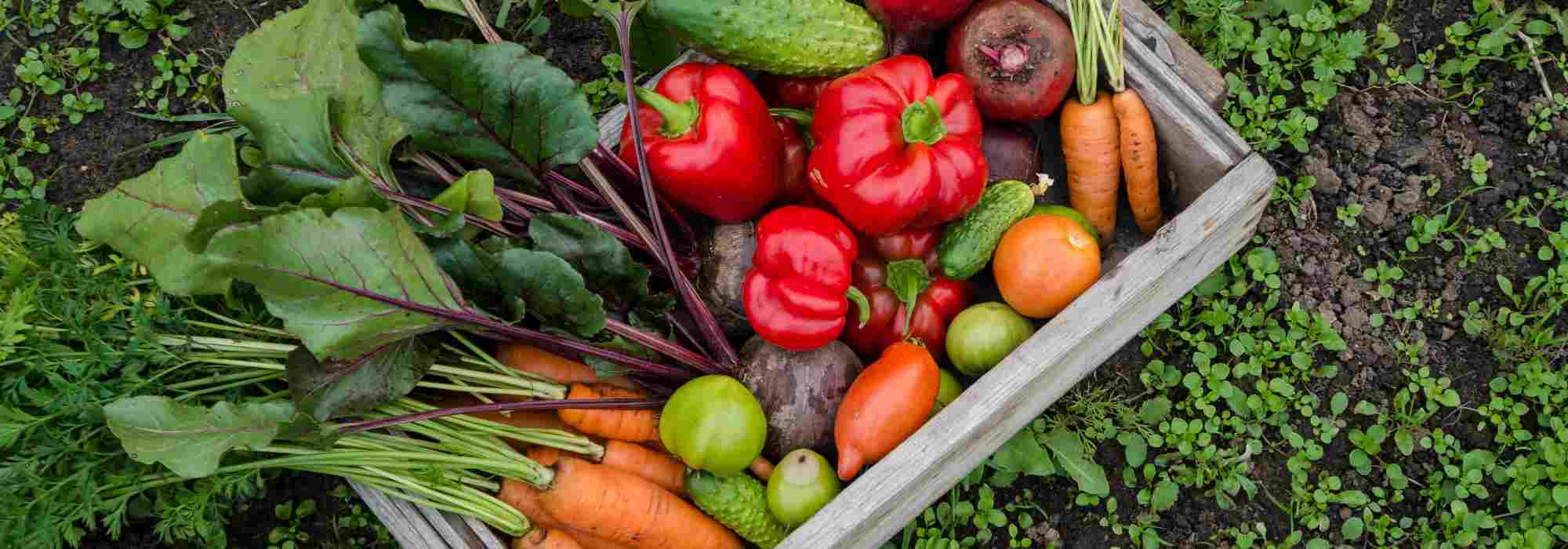 Cultivar uma horta sem água: utopia ou realidade?