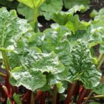 As plantas repelentes a utilizar sob a forma de chorume e decocção para proteger as culturas